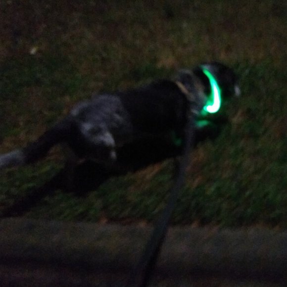 LED Safety Collar USB Charge No Battery Needed Ever - Picture 3 of 10